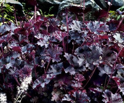 Purperklokje (Heuchera 'Purple Petticoats')