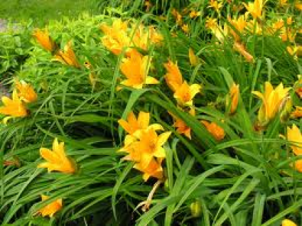 Daglelie (Hemerocallis middendorffii)