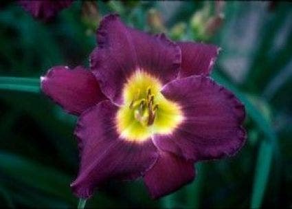 Daglelie (Hemerocallis 'Bela Lugosi')