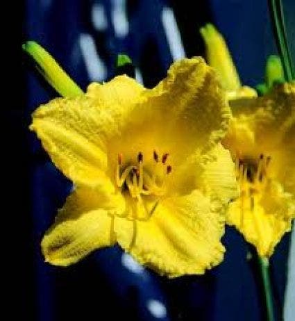 Daglelie (Hemerocallis 'Happy Returns')