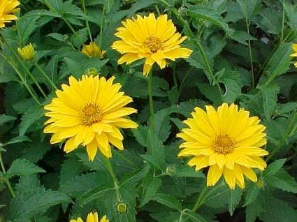 Zonneoog (Heliopsis helianthoides scabra)