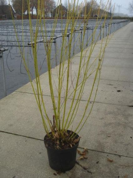 Kornoelje (Cornus stolonifera 'Flaviramea')