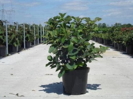 Flessenborstelstruik (Fothergilla major)