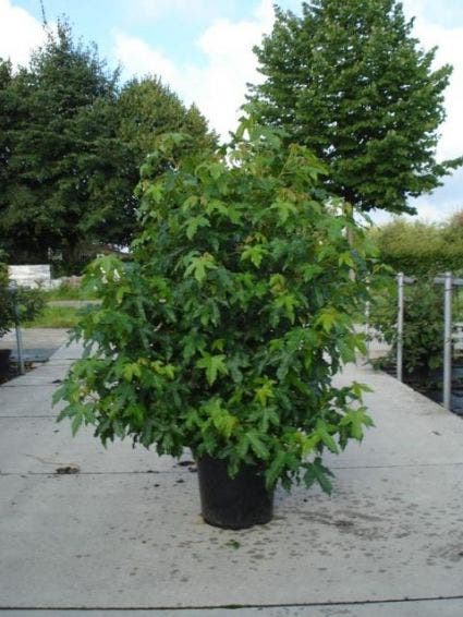 Amberboom als struik (Liquidambar styraciflua)