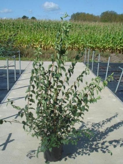 Boerenjasmijn (Philadelphus 'Virginal')