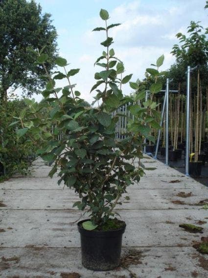 Sneeuwbal (Viburnum carlcephalum)