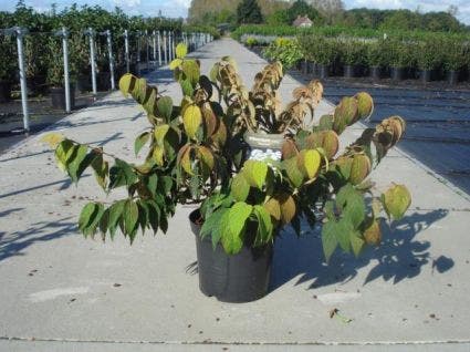 Sneeuwbal (Viburnum plicatum 'Mariesii')