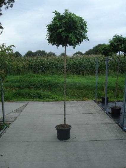 Amberboom op stam (Liquidambar 'Gum Ball')