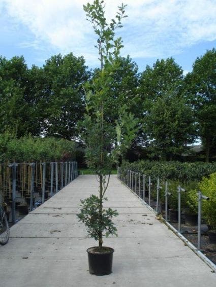 Zomereik als zuilboom (Quercus robur 'Fastigiata')