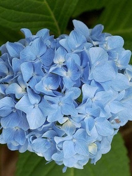 Hortensia blauw (Hydrangea 'Forever&Ever')