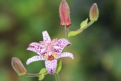 Armelui's orchidee/paddelelie (Tricyrtis formosana)