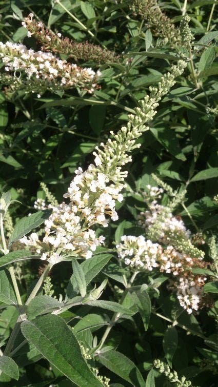 Vlinderstruik (Buddleja 'White Chip')