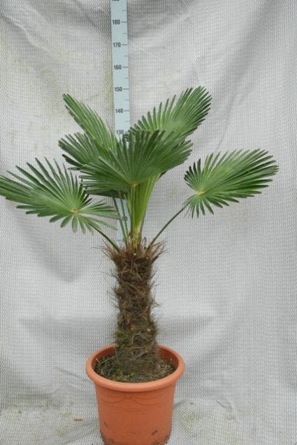 Winterharde palm (Trachycarpus wagnerianus)