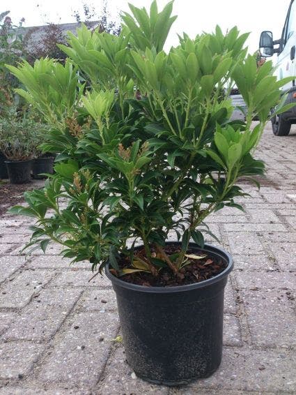 Rotsheide (Pieris japonica 'Debutante')