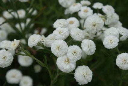 Duizendblad (Achillea ptarmica 'The Pearl')