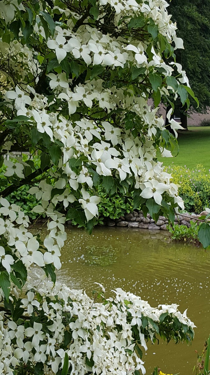 Kornoelje (Cornus kousa 'China Girl')