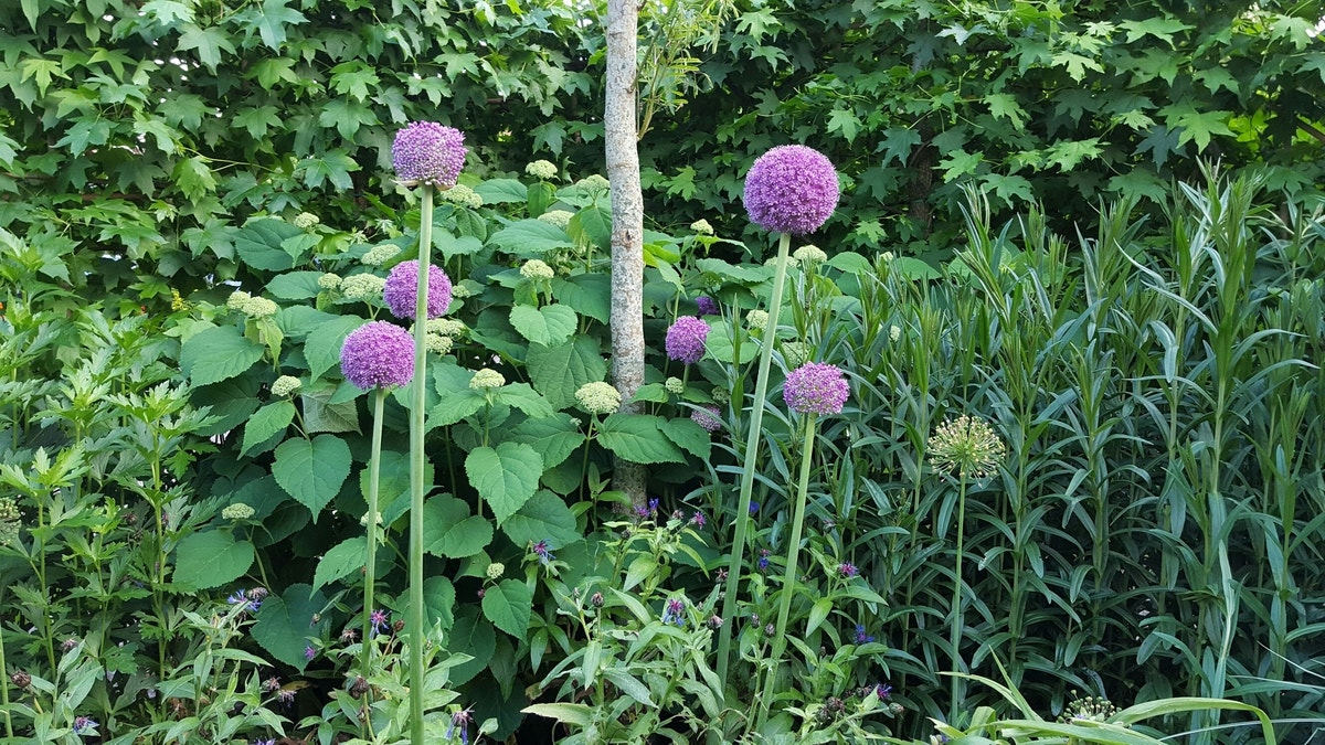 Sierui (Allium giganteum)