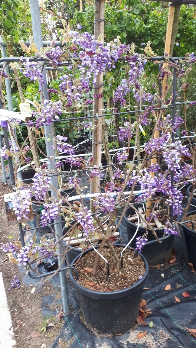 Blauwe Regen als leivorm (Wisteria brachybotrys 'Yokohama Fuji')