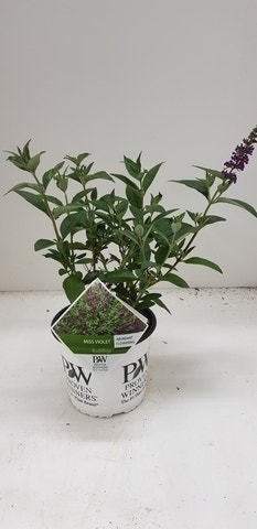 Vlinderstruik (Buddleja davidii 'Miss Violet')