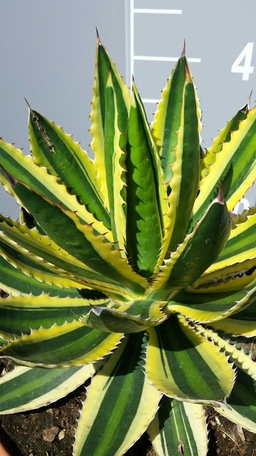 Winterharde Agave (Agave lophanta 'Quadricolor')