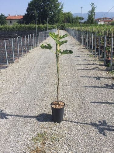 Vijg op stam (Ficus carica 'Rouge de Bordeaux')