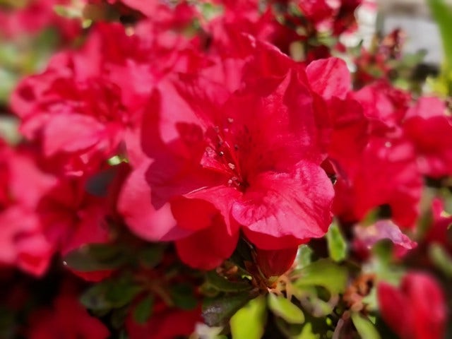 Azalea (Rhododendron Encore ® 'Autumn Fire')