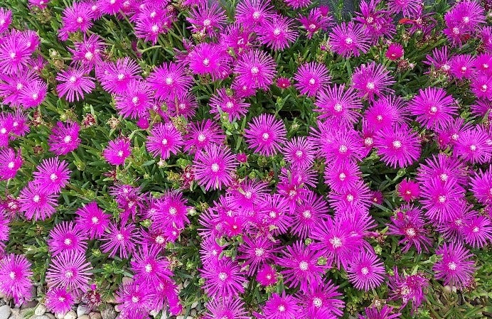 IJsbloem (Delosperma cooperi)