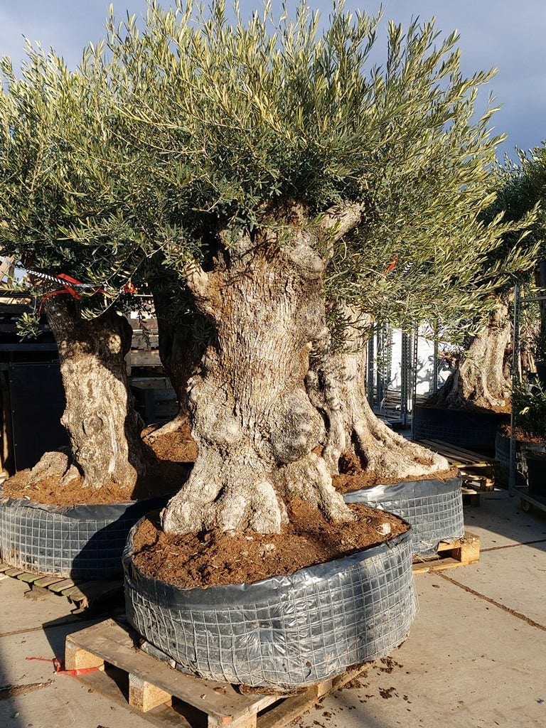 Grote Olijfboom (Olea europaea)