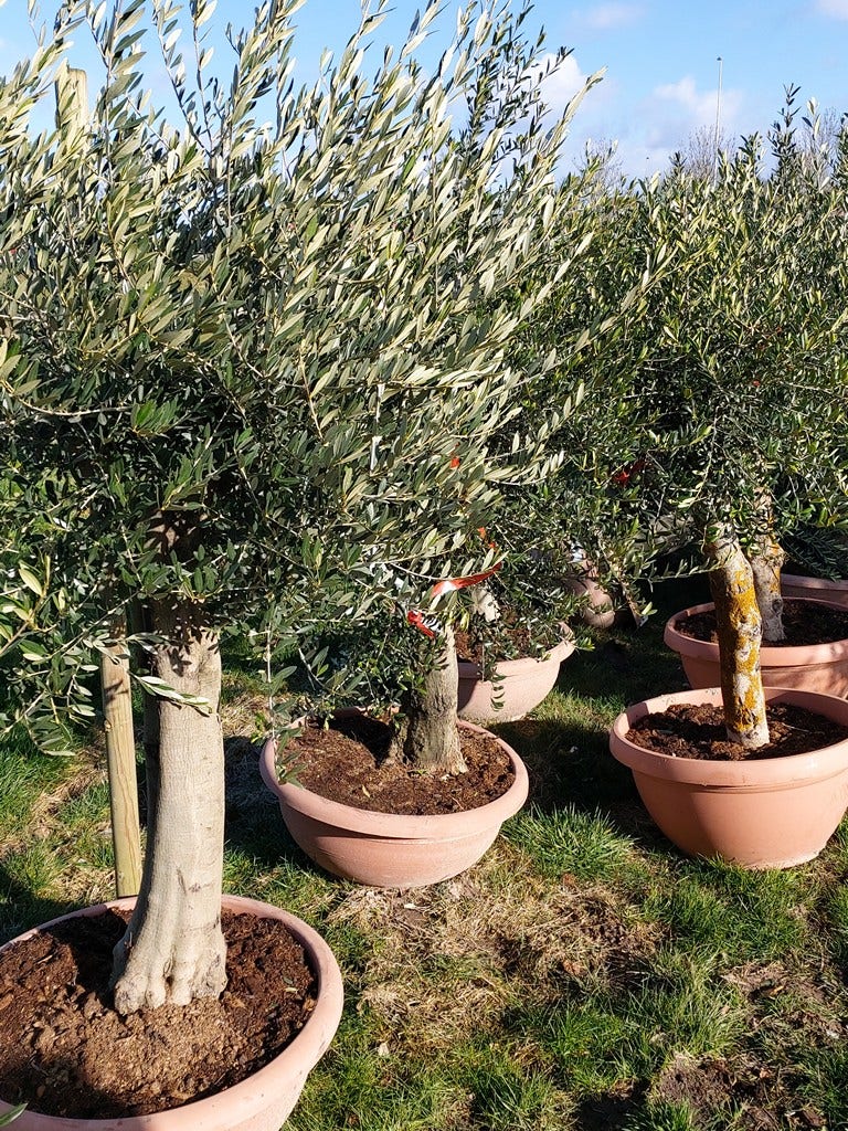 Olijf als solitair (Olea europaea) Schotel