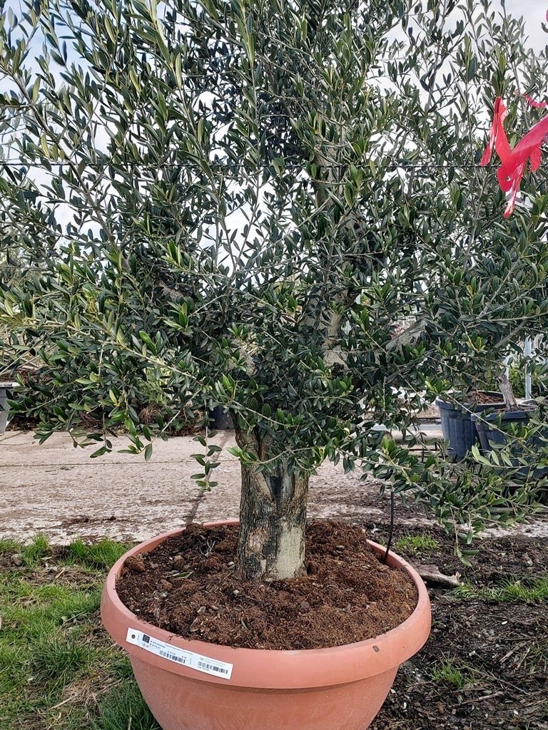 Olijfboom als bonsai (Olea europaea) Schotel