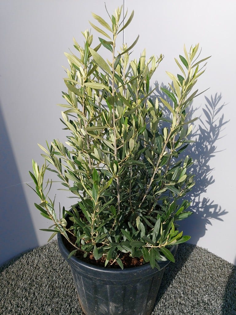 Olijf  als struik (Olea europaea)