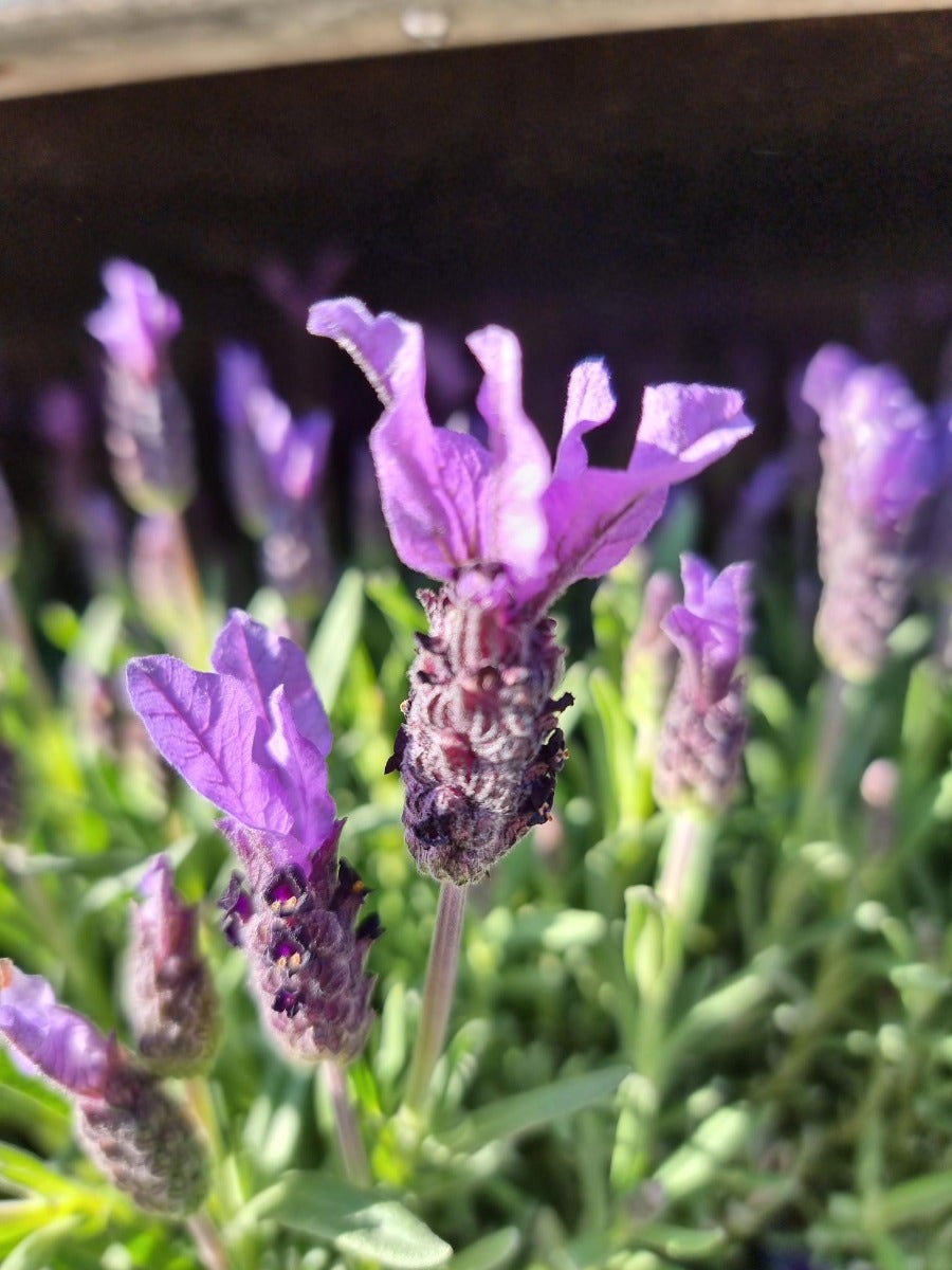 Vlinderlavendel (Lavandula stoechas)