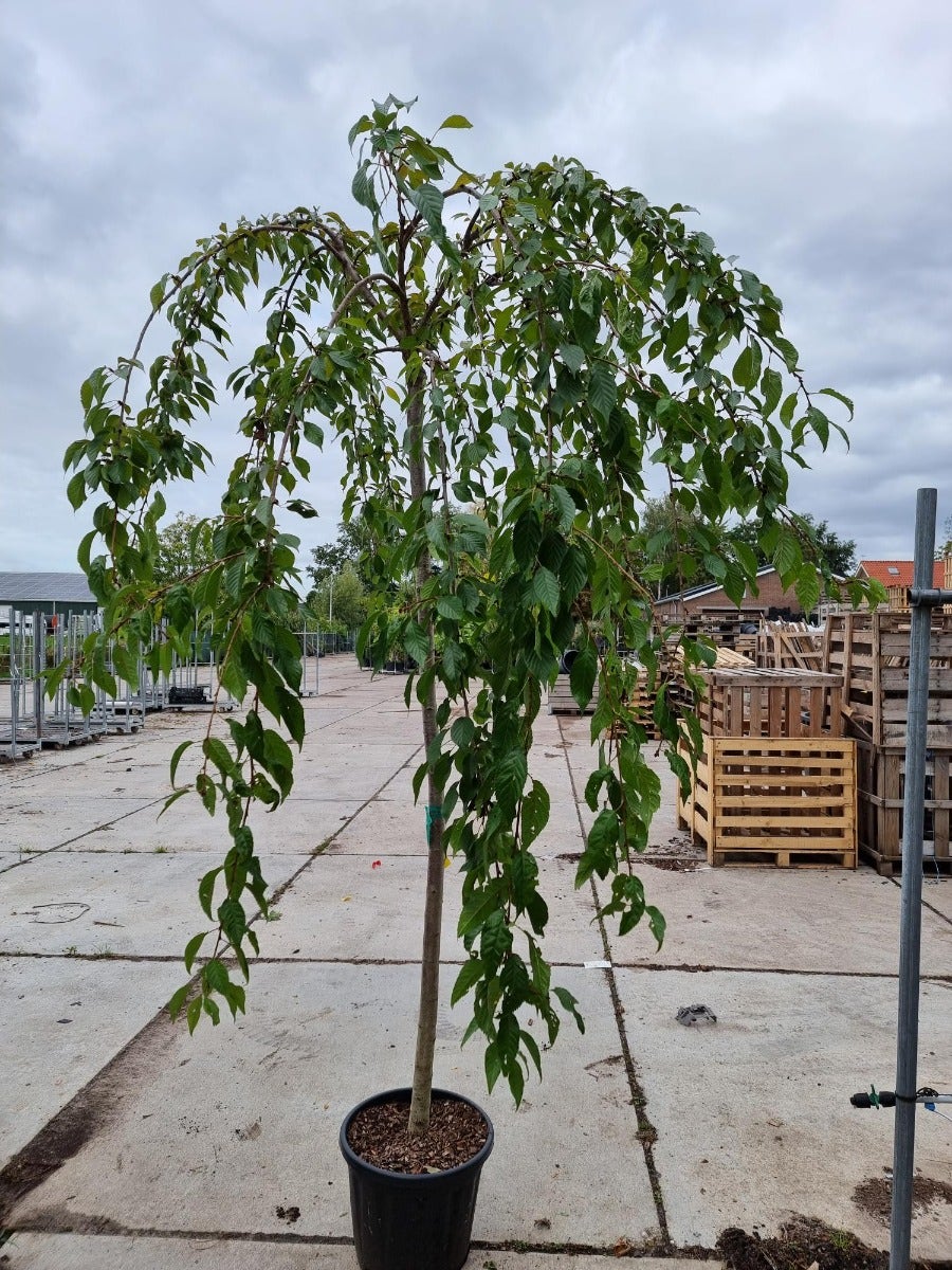 Japanse Treursierkers (Prunus 'White Fountain')