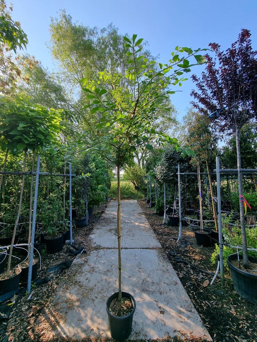 Kardinaalshoed als boom (Euonymus alatus)