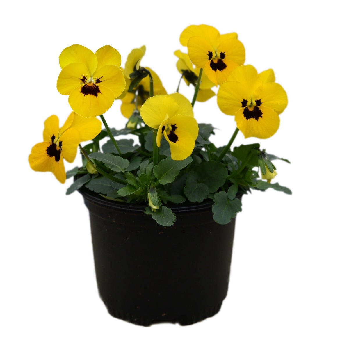 Viooltje (Viola cornuta 'Yellow Blotch')