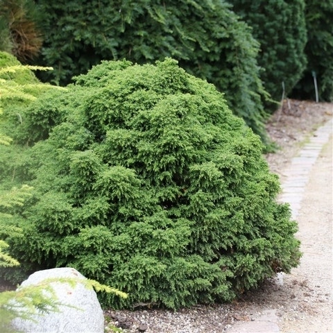 Sikkelden (Cryptomeria japonica 'Yokohama')