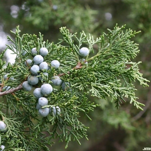 Chinese jeneverbes (Juniperus chinensis 'Keeteleri')