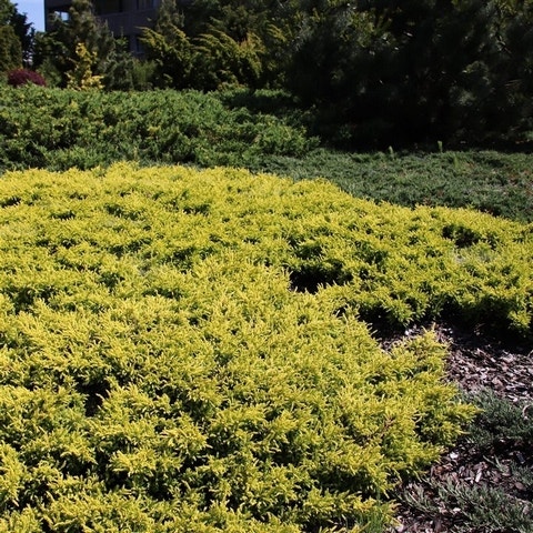 Jeneverbes (Juniperus communis 'Goldschatz')