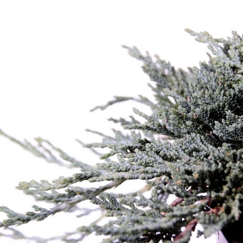 Jeneverbes (Juniperus horizontalis 'Icee Blue')