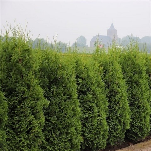 Groene haagconifeer (Thuja occidentalis 'King of Brabant')