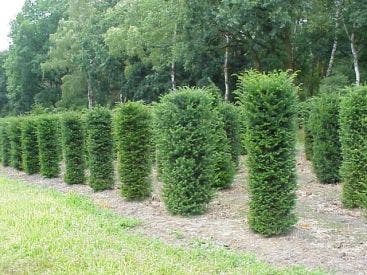 Taxus (Taxus baccata cilinder)