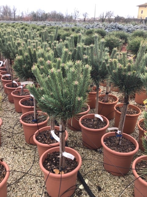 Grove den op stam (Pinus sylvestris 'Watereri')