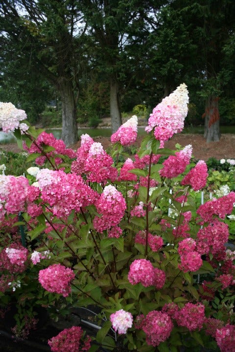 Pluimhortensia (Hydrangea paniculata 'Fraise Melba')