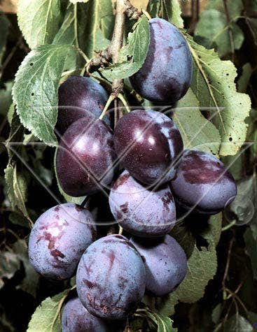 Lei-Pruim (Prunus domestica 'Kwetsen')