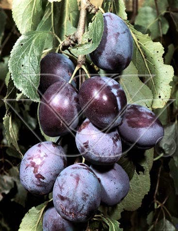 Pruimenboom (Prunus domestica 'Kwetsen')