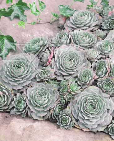 Huislook (Sempervivum 'Feldmaier')