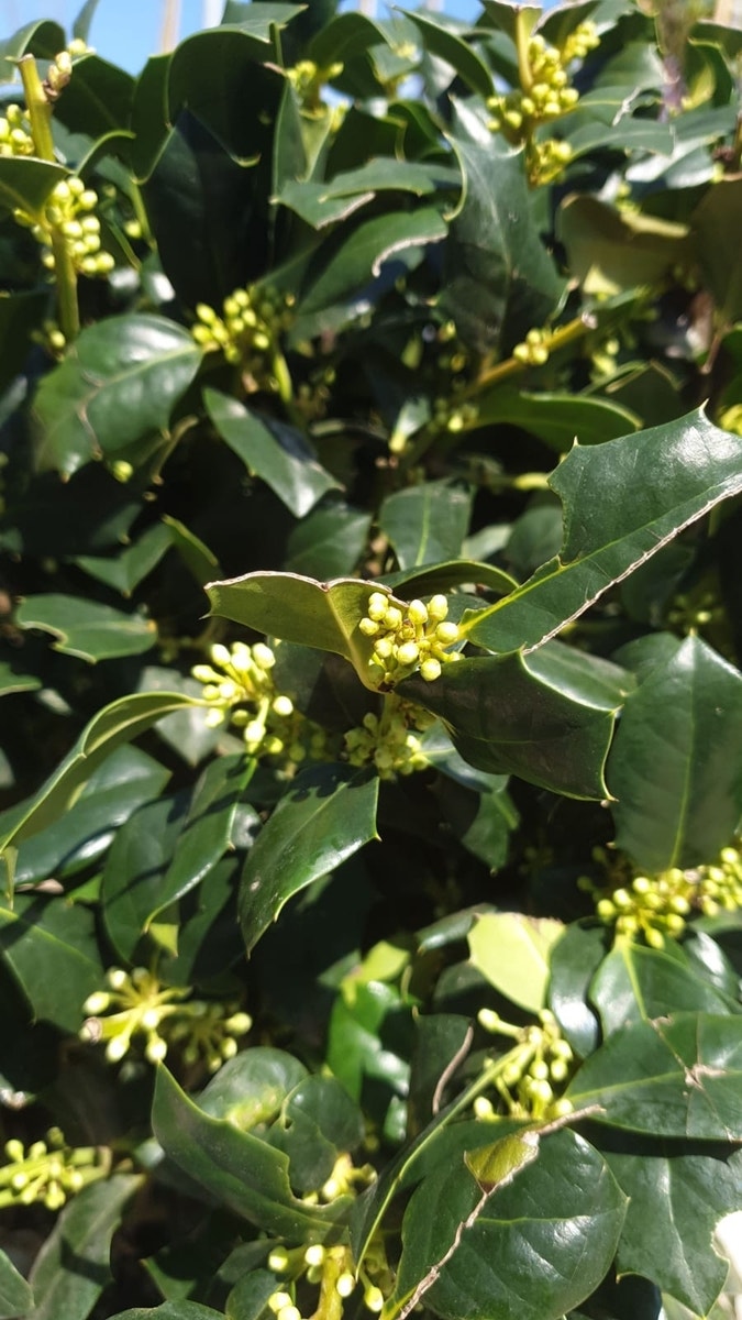 Amerikaanse Hulst als bol (Ilex 'Nellie R Stevens')