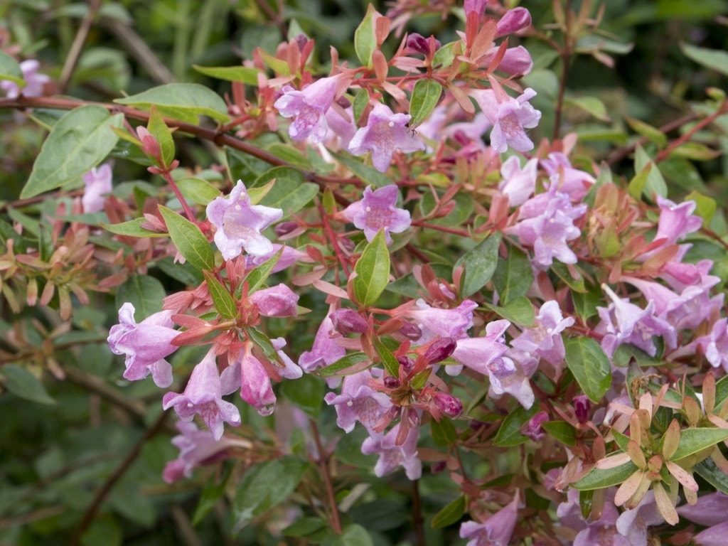 Abelia (Abelia grandiflora 'Edward Goucher')