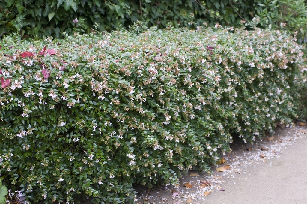 Abelia (Abelia grandiflora)