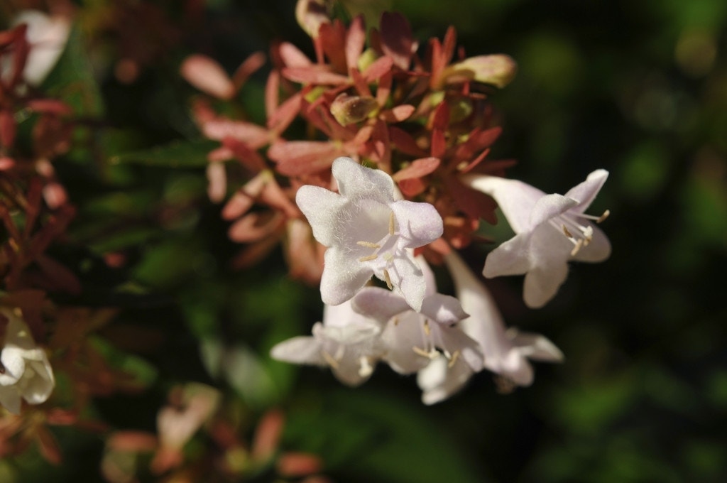 Abelia (Abelia grandiflora 'Compacta')